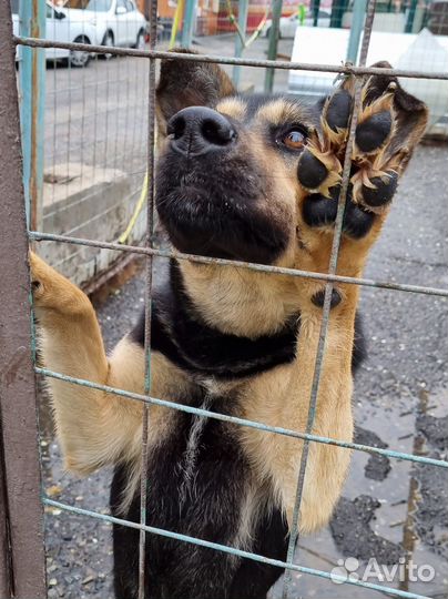 Собаки бесплатно
