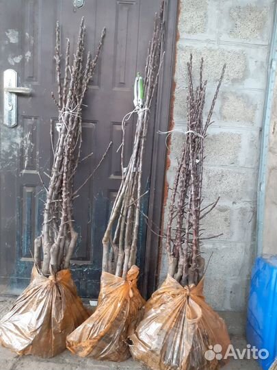 Саженцы плодовых деревьев