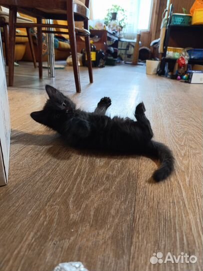 Кошка котенок котик