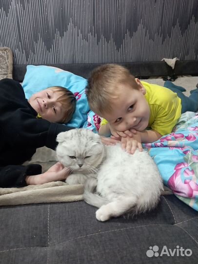 Кот на вязку