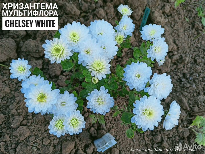 Хризантемы мультифлоры, корейские и кустовые
