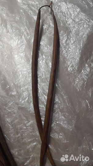 Катальпа. семена