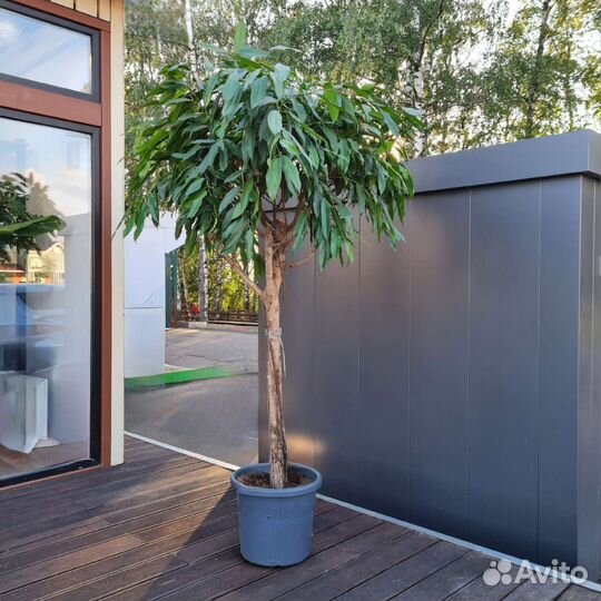 Фикус Амстел Кинг дерево