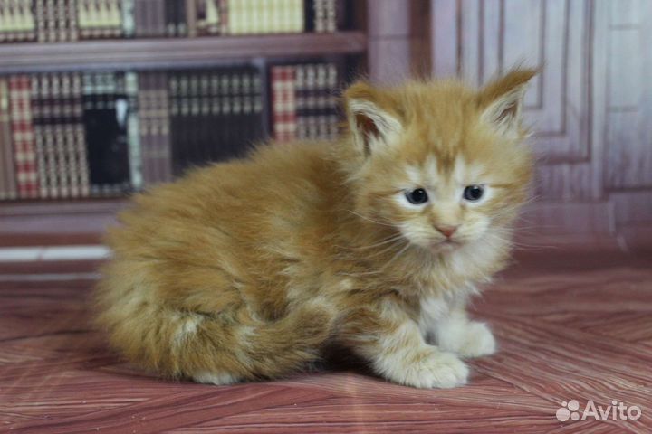 Кошки мейн-кун