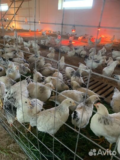 Продажа молодых петушков и курочек Адлерская сереб