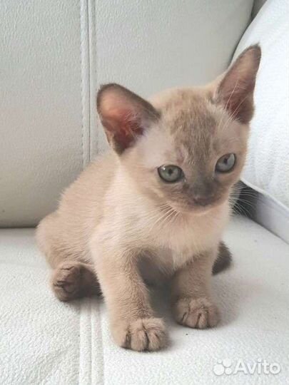 Бурма породистая Шампань. с Сильной родословной