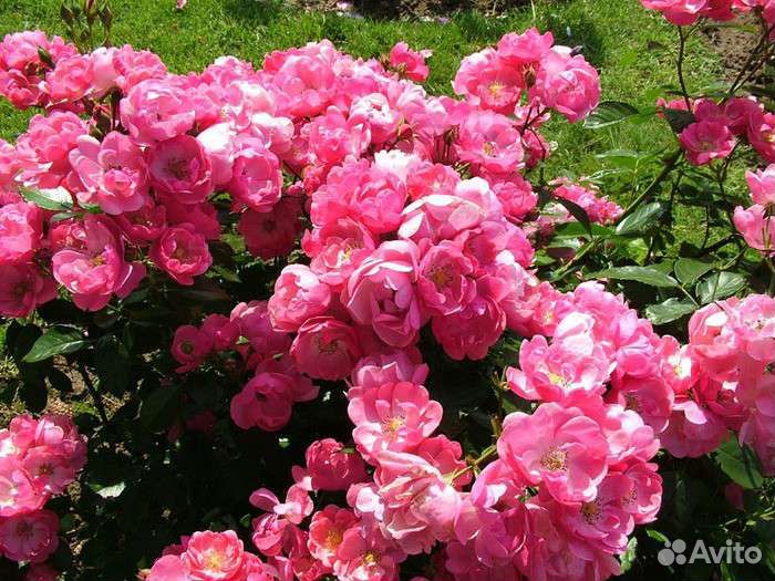 Саженцы роз