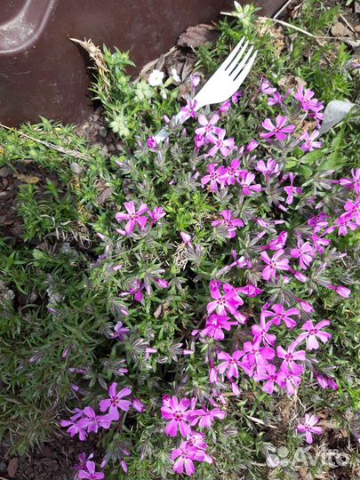 Многолетники зимующие без проблем