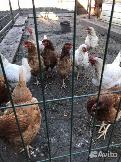 Куры несушки