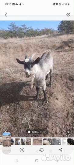 Козел вязка