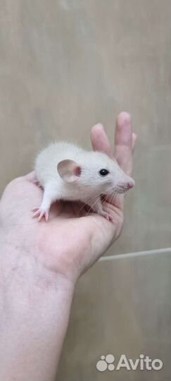 Крысята крысы дамбо стандарт фавн сиам