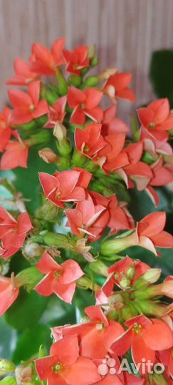 Каланхоэ цветущий