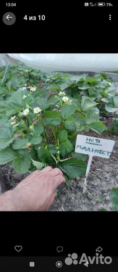 Рассада клубники