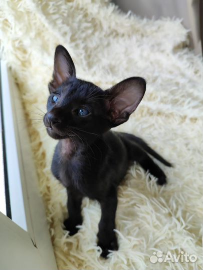 Ориентальные котята