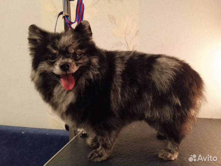 Грумер, стрижка собак и кошек