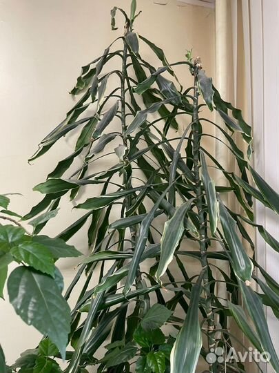 Пальма драцена