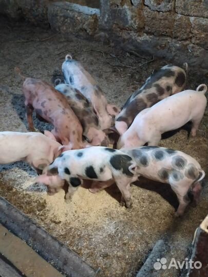Поросенок ландрас + петрена