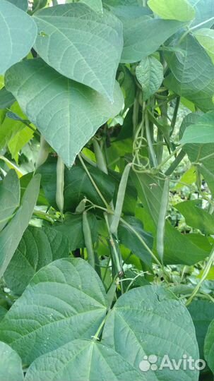 Огурцы свежие домашние