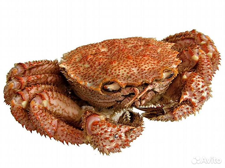 Морепродукты с доставкой до вашего подъезда