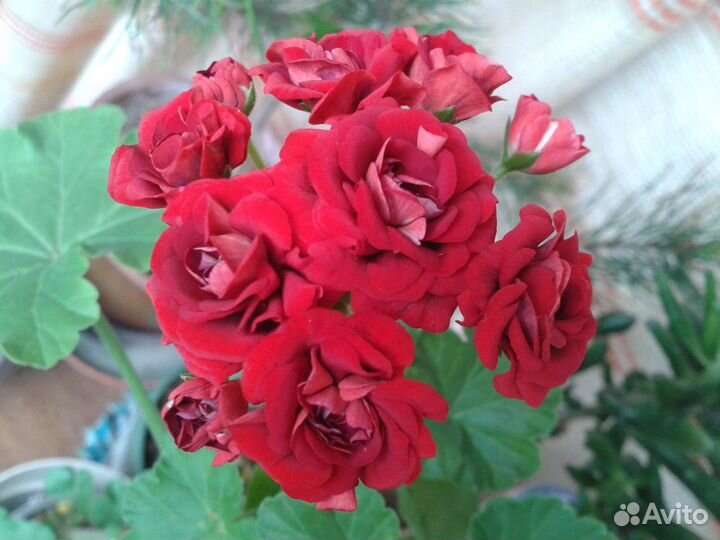 Герань махровая красная - отщипну бесплатно