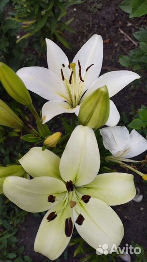 Лилии луковицы