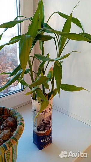 Ствол бамбука