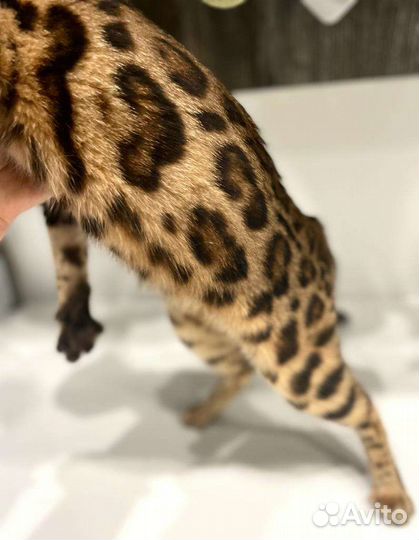 Бенгальские котята девочки Леопард
