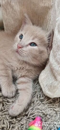Котенок пушистый в Ростове