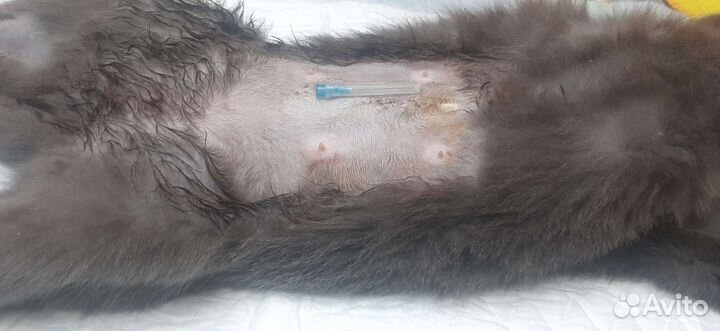 Ветеринарные услуги. Кастрация кота выезд на дом