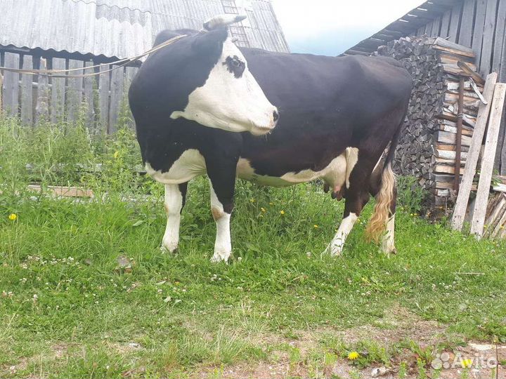 Корова ярославской породы