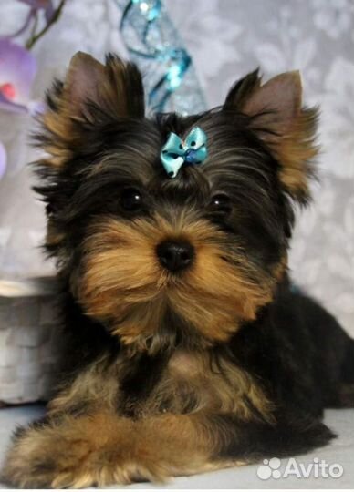 Йоркширский терьер