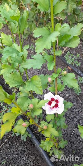 Гибискус древовидный