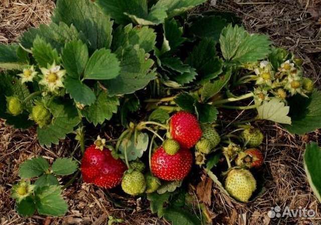 Саженцы Королева Елизавета