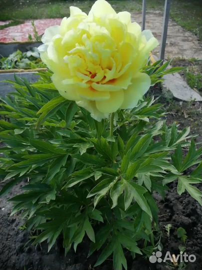 Пионы ито гибриды