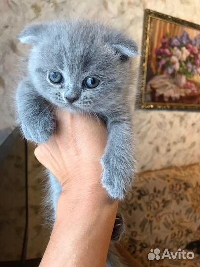 Британские котята