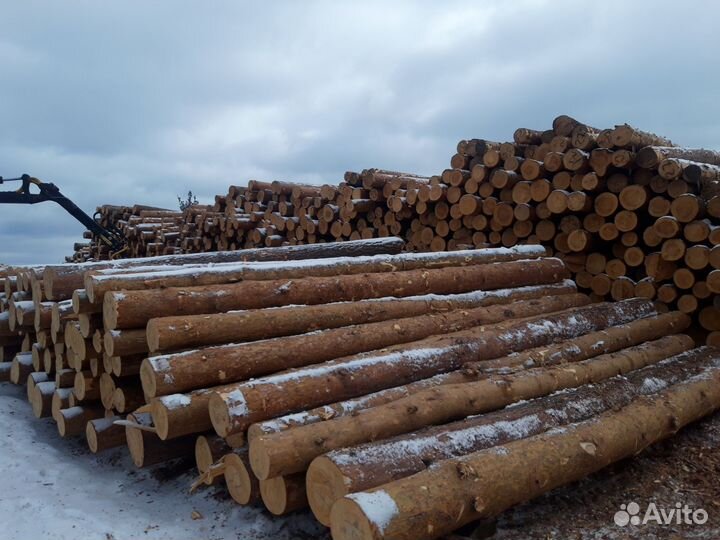 Лес кругляк сосна