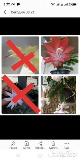 Цветок декабрист