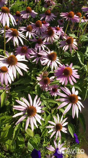 Эхинацея пурпурная