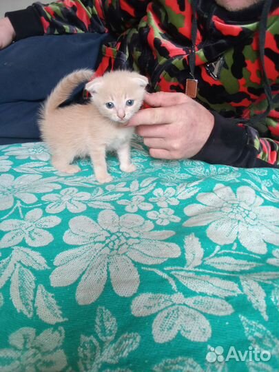 Вислоухие котята