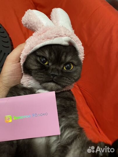 Кошка