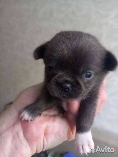 Щенки чихуахуа,голубые,лиловые девочки И мальчики