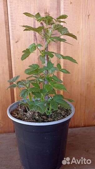 Ежемалина Кумберленд