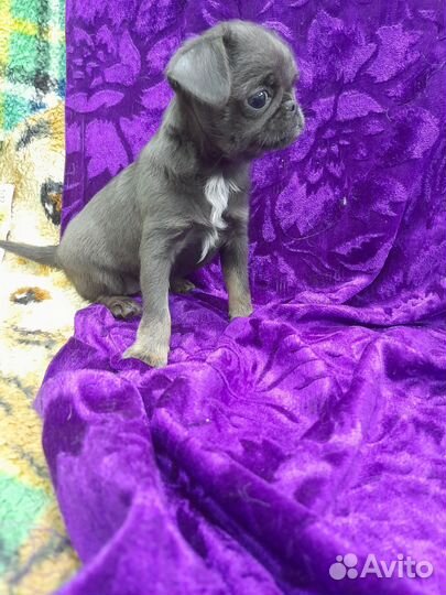 Пти брабансон