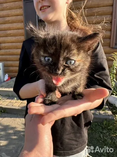 Котята в добрые руки бесплатно