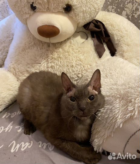 Кошка в добрые руки