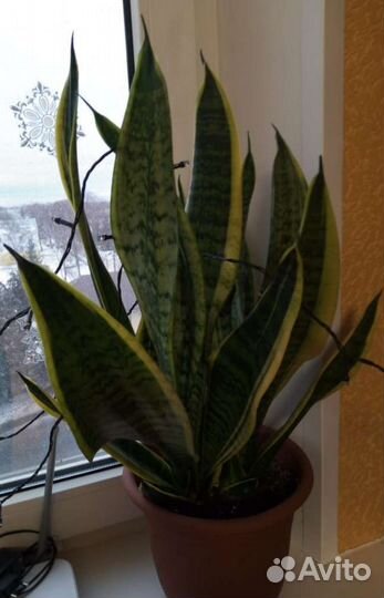 Комнатные цветы