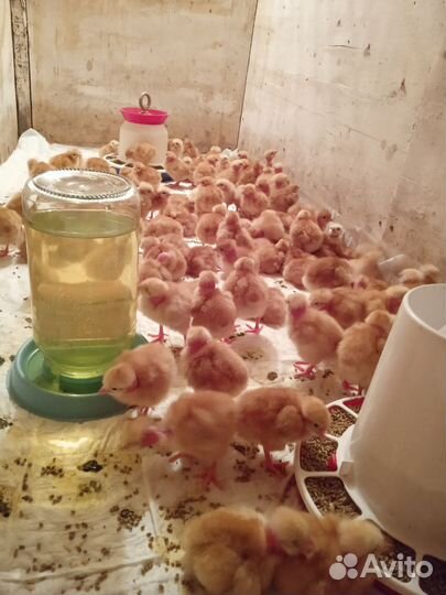 Цыплята Голошейки