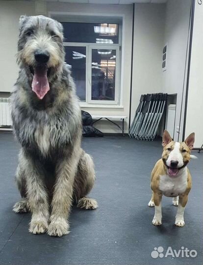 Дрессировка, подготовка к выставке, груминг