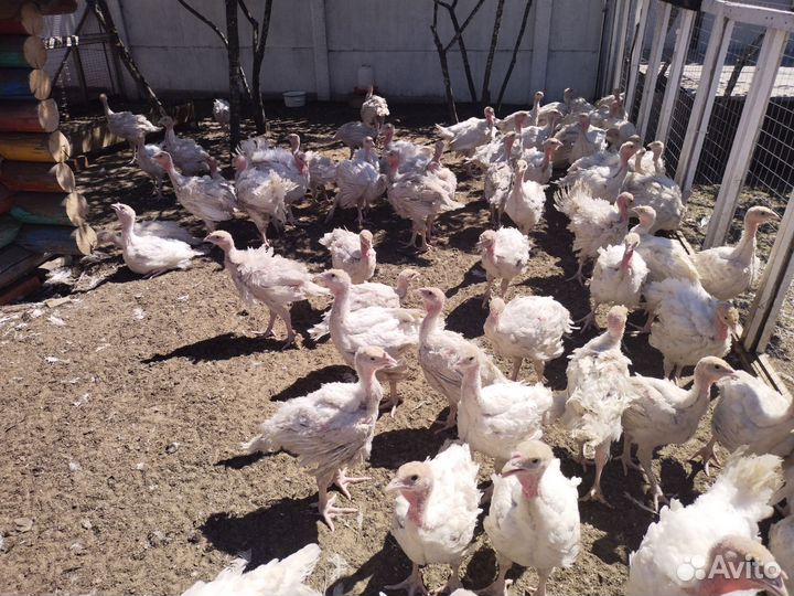 Индюки индюшата Хайбрид