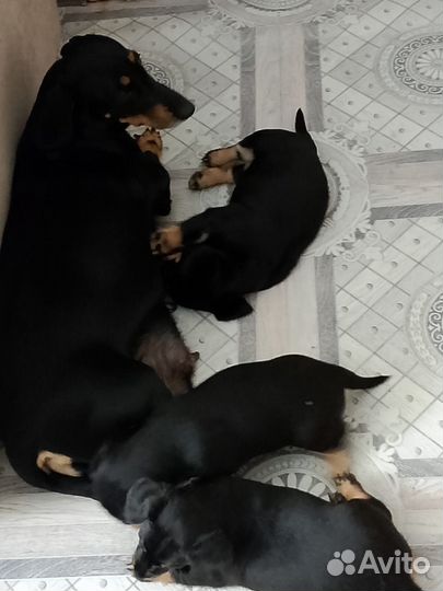 Щенки таксы